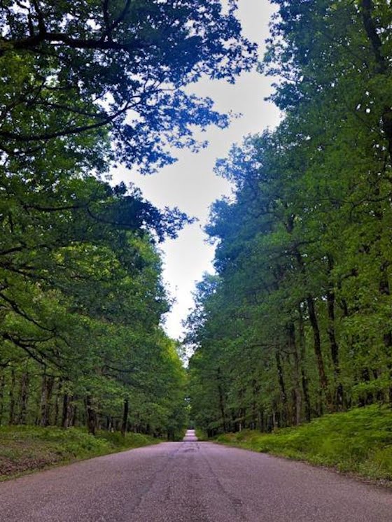 Δρυοδάσος Φολόης